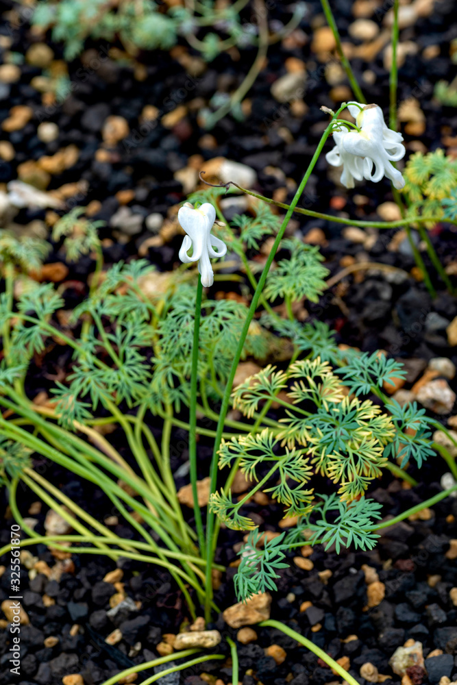 Flowers of Dicentra peregrina forma alba in full blooming Flowers of Dicentra peregrina forma alba in full blooming