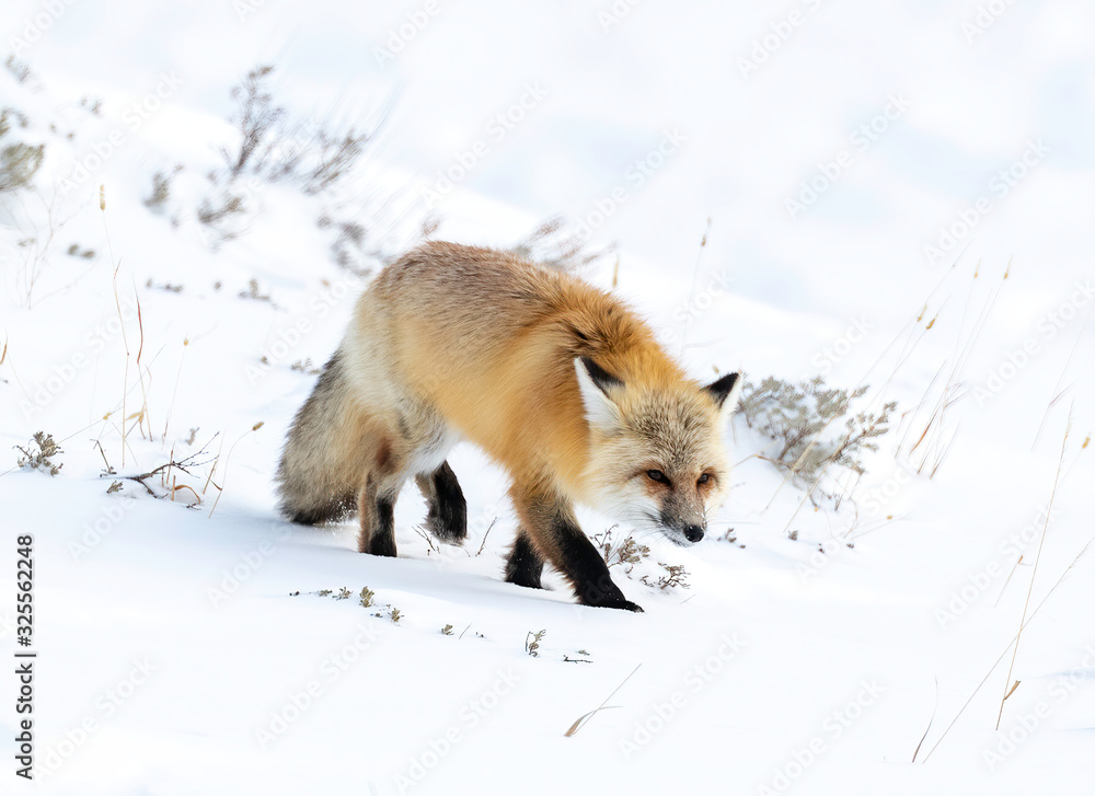 Red Fox (Vulpes vulpes) Yellowstone National Park Red Fox (Vulpes vulpes) Yellowstone National Park