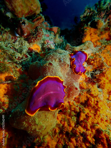 Closeup and macro shot of mating flatworms Pseudobiceros ferrugineus during a leisure dive in Mabul Island, Semporna. Sabah. Malaysia, Borneo. The Land Below The Wind. photo