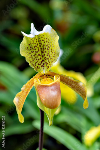 Flower of Paphiopedilum insigne in full blooming photo