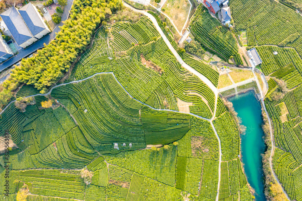 Aerial view shot of green tea plantation