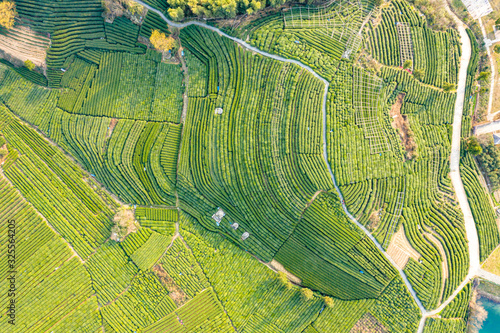 Aerial view shot of green tea plantation