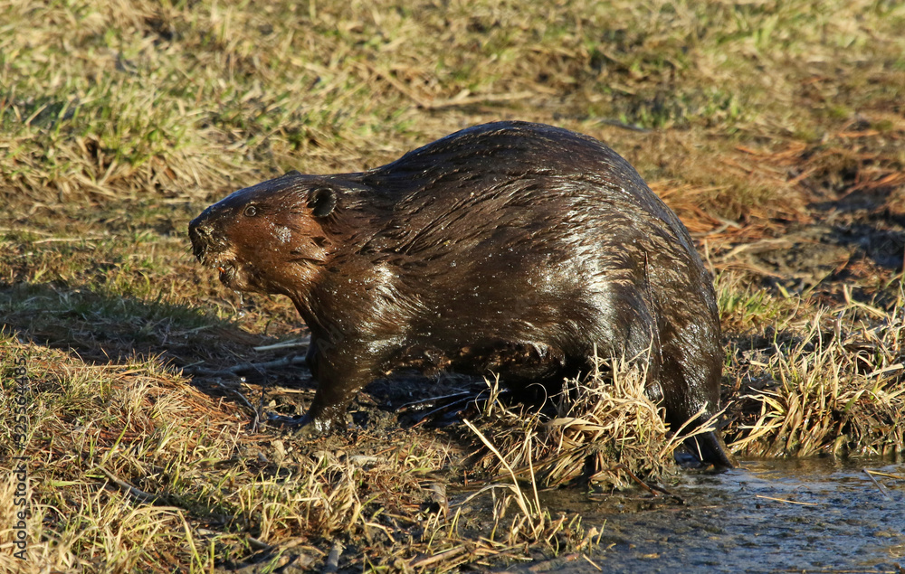 A North American Beaver (Castor canadensis) on the shore of a pond in Kitchener, Ontario, Canada.