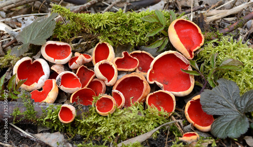 Sarcoscifa scarlet, scarlet elf bowl, or just a scarlet bowl (lat. Sarcoscypha coccinea)