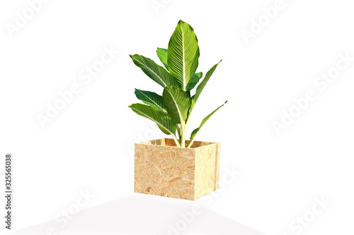 Wallpaper Mural White Green Leaves of Aglaonema Plants and wooden flower pot isolated on white background. Torontodigital.ca