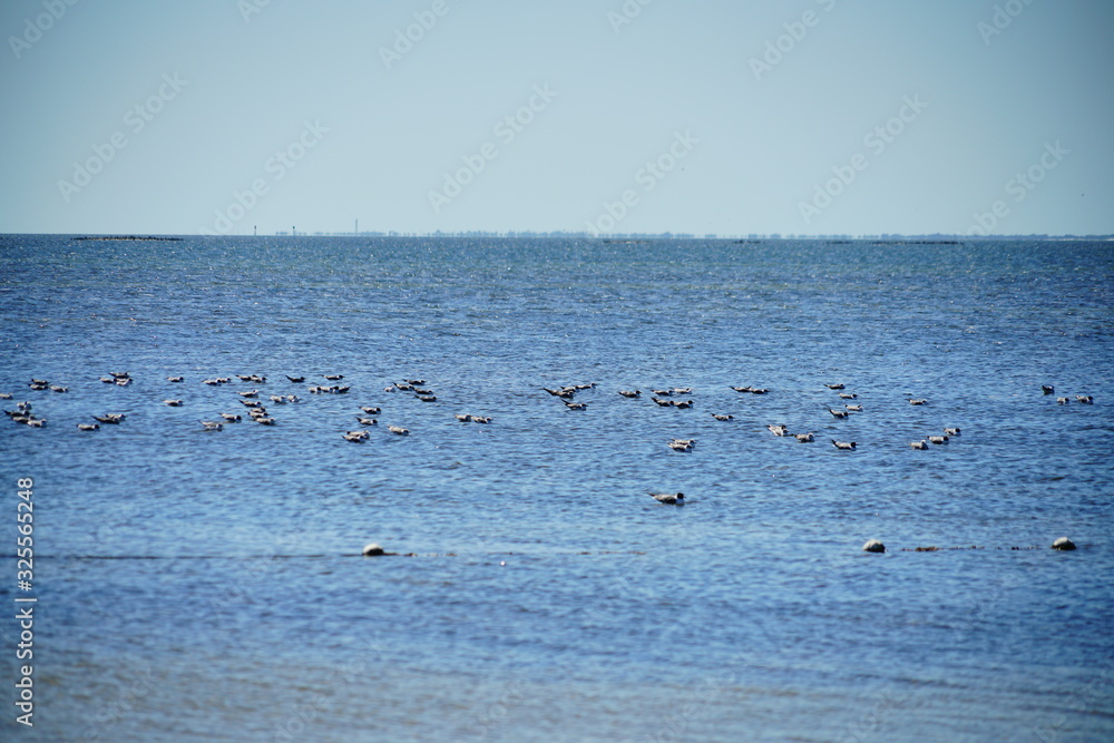 Seagull is gathering at Florida palm harbor beach
