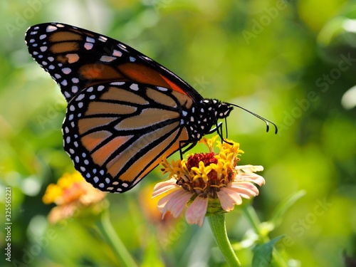 Macro of butterfly on flower © Jeffery R Stone