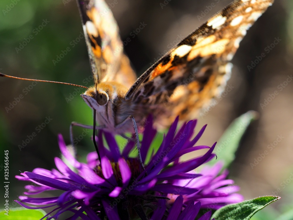 Obraz premium butterfly on a flower
