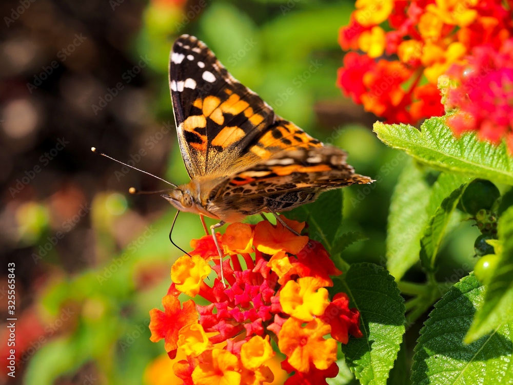 Obraz premium butterfly on a flower