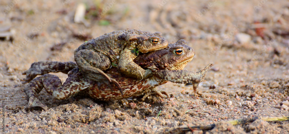Fototapeta premium Mother Common toad and her baby, bufo bufo