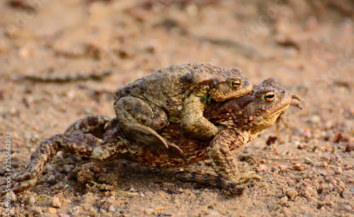 Mother Common toad and her baby, bufo bufo