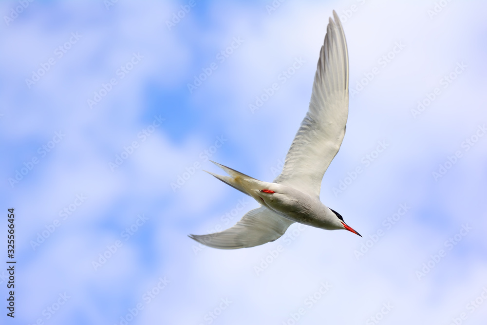 Obraz premium Common Tern in flight over a prairie wetland