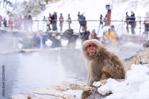 Photography Snow monkeys at Jigokudani hotspring in nagano, Japan