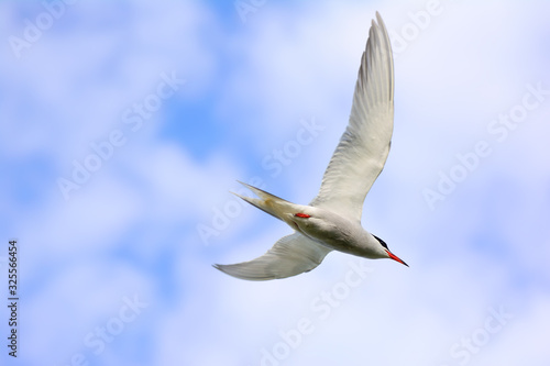 Common Tern in flight over a prairie wetland