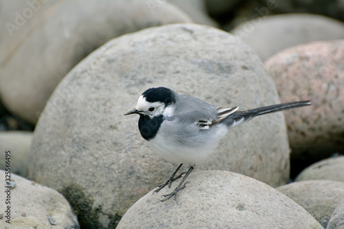 Wagtails are a genus of songbirds of the wagtail family.Motacilla alba photo