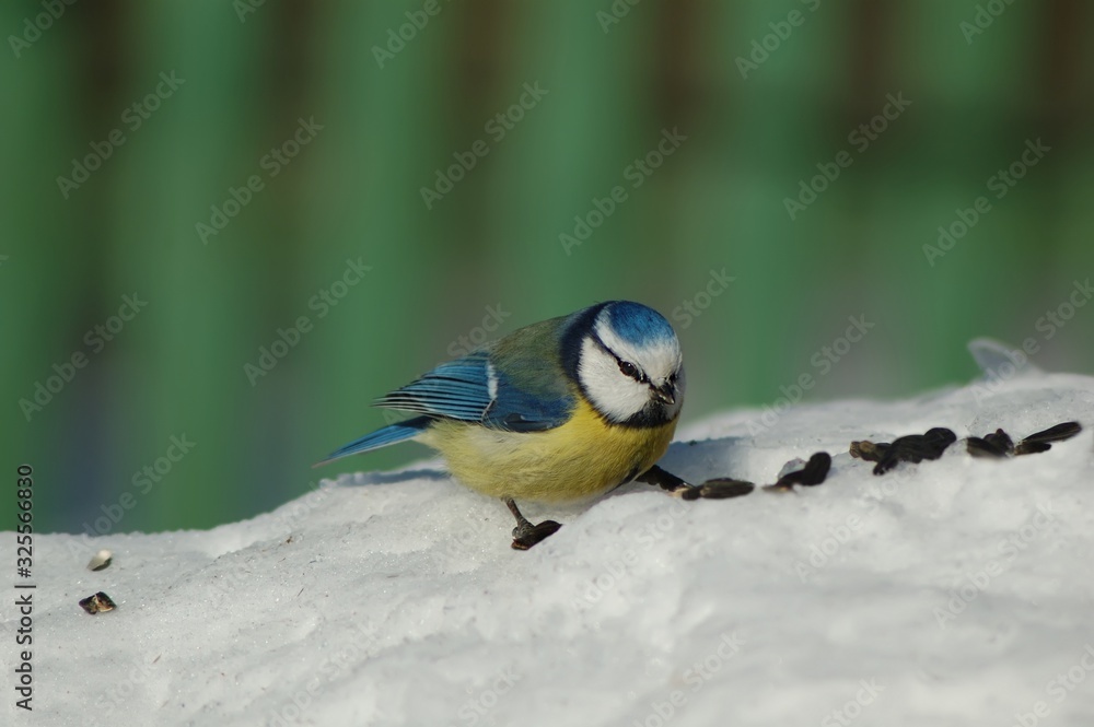 Small Blue tit (Parus caeruleus) sitting on snow searching for food, in cold sunny winter day. Selective focus Small Blue tit (Parus caeruleus) sitting on snow searching for food, in cold sunny winter day. Selective focus