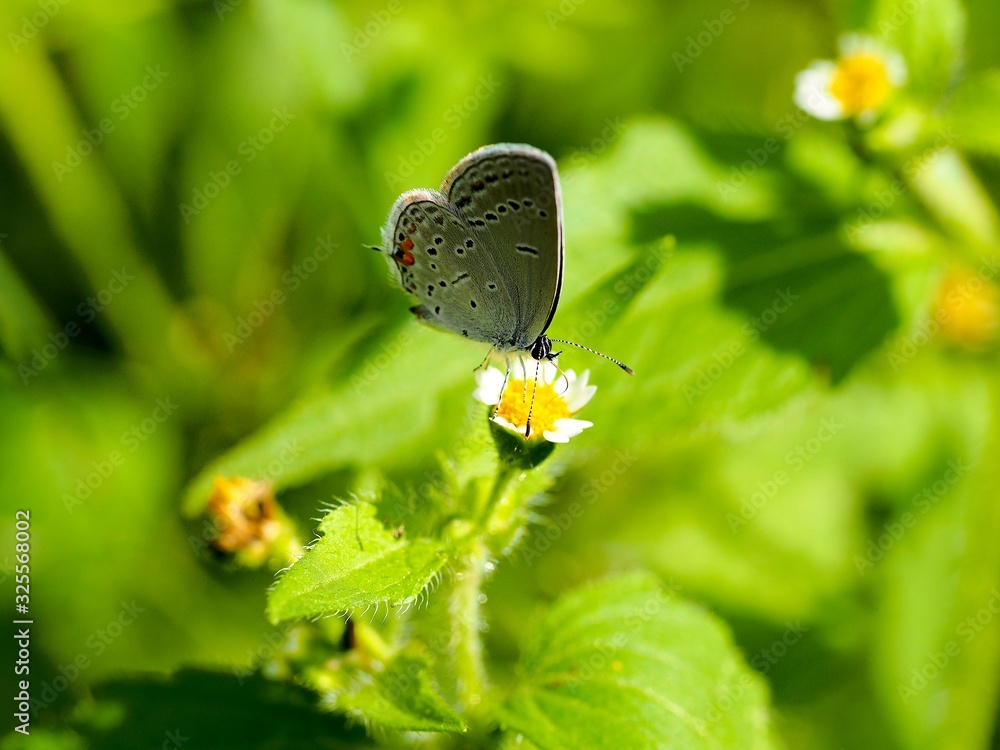 butterfly on a flower butterfly on a flower