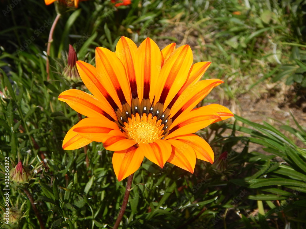 Flor naranja Flor naranja