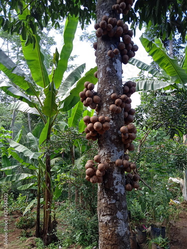 Stelechocarpus burahol, known as the burahol, kepel, kepel fruit, , or kepel apple, is an annonaceous plant from the humid evergreen forests of Southeast Asia, known for producing an indonesian fruit photo