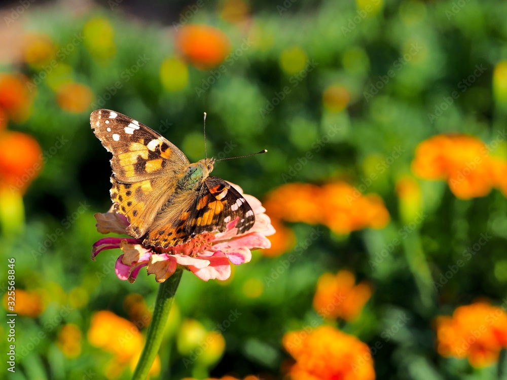 Obraz premium butterfly on a flower