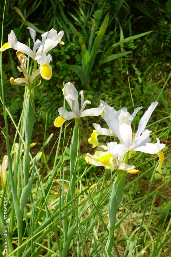 Obraz premium 花菖蒲、野原に咲く可憐なアヤメの開花