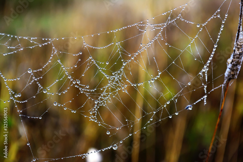 Closeup lighted cobweb with dew drops after autumn morning fog