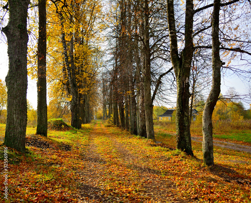 Linden alley to the old chapel