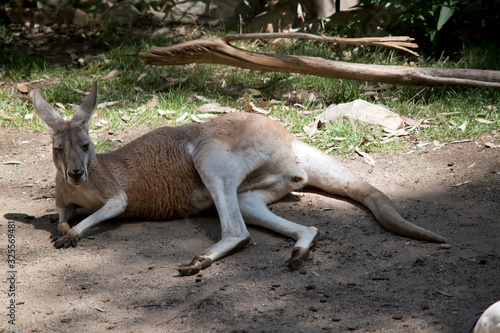 this is a large male red kangaroo