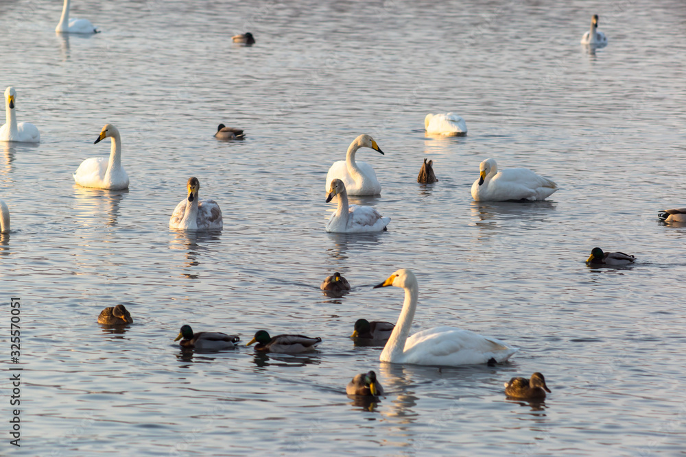 swans on the lake swans on the lake