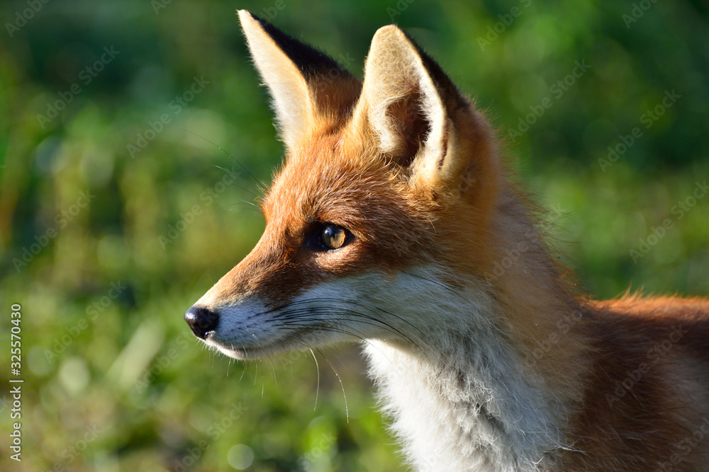 Portrait of a red fox on a green background.