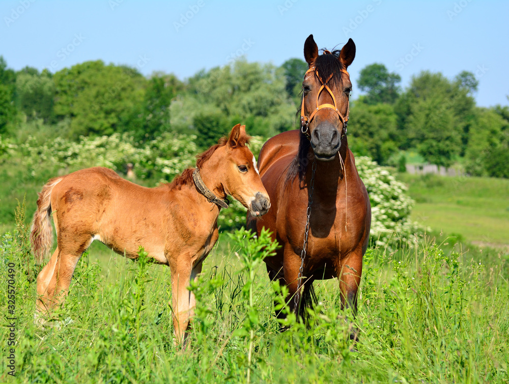 Red horse with young horses on a pasture Red horse with young horses on a pasture