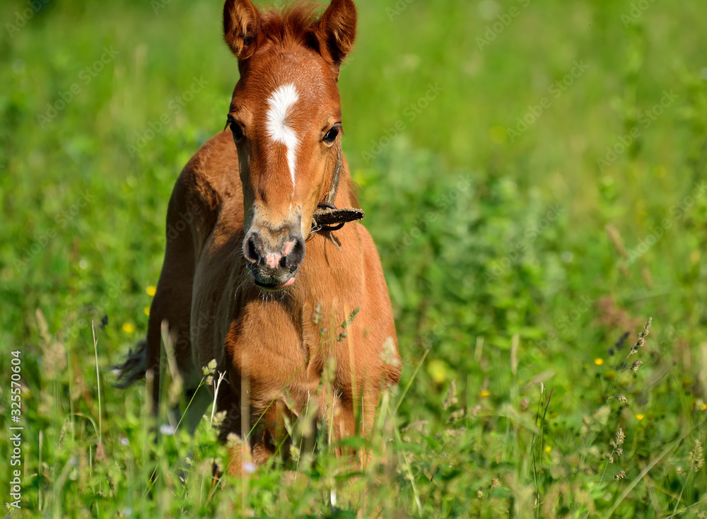 A young horse lies on the grass A young horse lies on the grass