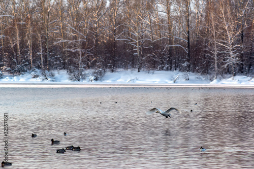 swans on the lake