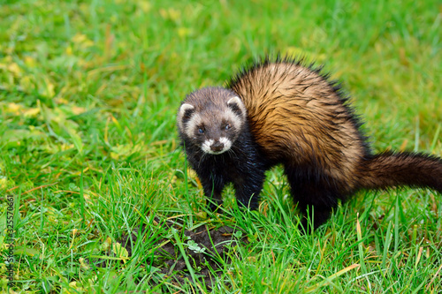 Ferret with a startled look looks into the lens