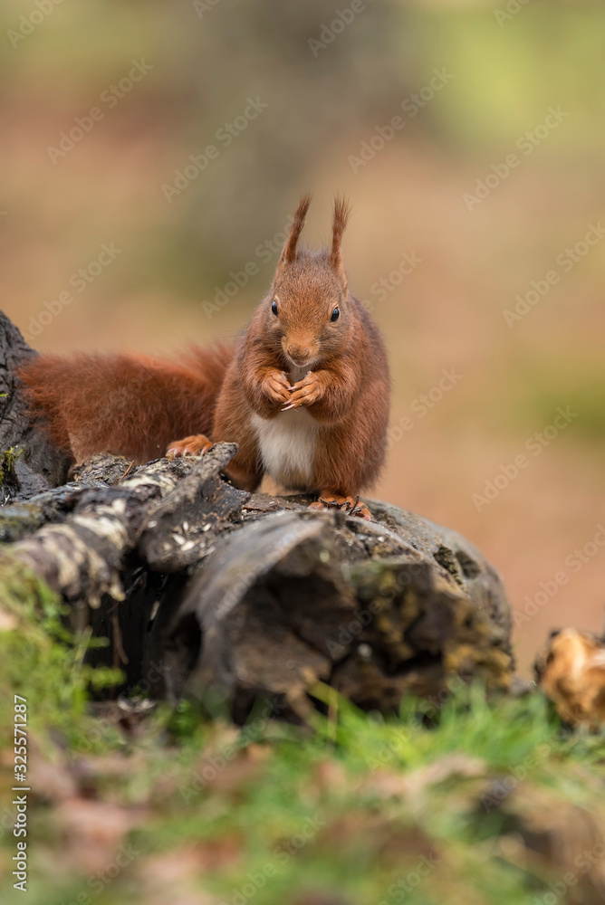 red squirrel eating nuts in the forest red squirrel eating nuts in the forest
