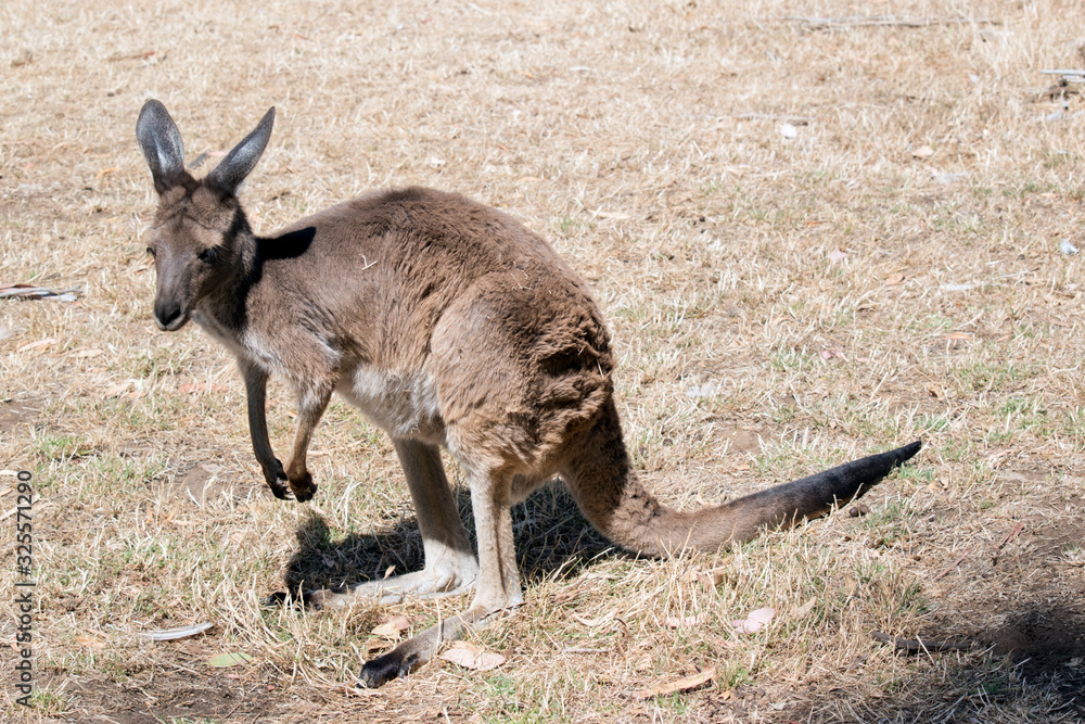this is a western grey kangaroo this is a western grey kangaroo