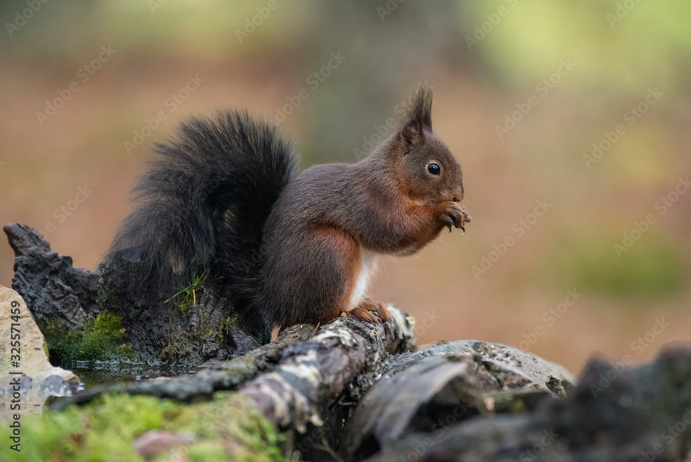 red squirrel eating nuts in the forest red squirrel eating nuts in the forest