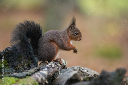 red squirrel eating nuts in the forest © fsanchex