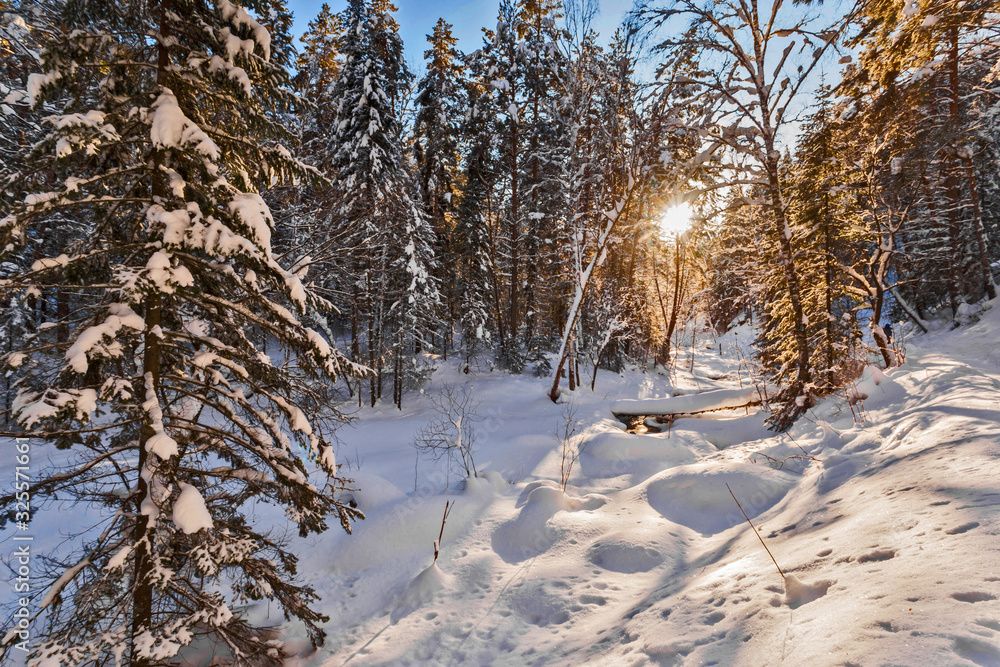 winter in the forest winter in the forest