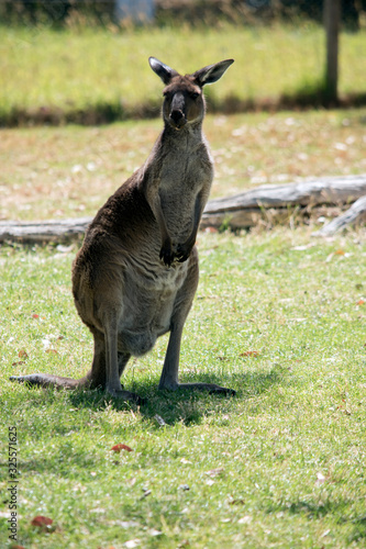 this is a western grey kangaroo