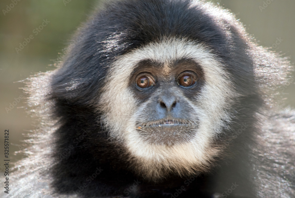 this is a close up of a white handed gibbon this is a close up of a white handed gibbon