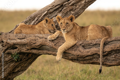 Fototapeta Two lion cubs lying on the branch of a fallen tree