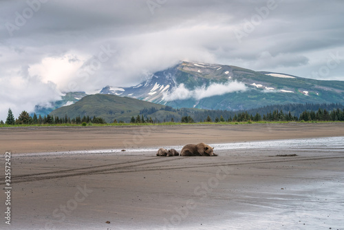 Mother grizzly bear and two cubs sleeping on the beach with a beautiful snow cloud covered mountain and pine trees in the background. Image taken in Lake Clark National Park and Preserve, Alaska.