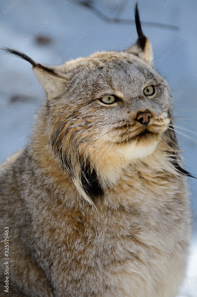 Face of a wet Canada Lynx face in a snow covered forest Face of a wet Canada Lynx face in a snow covered forest