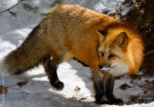 Beautiful golden fur of a Red Fox in a snow covered forest