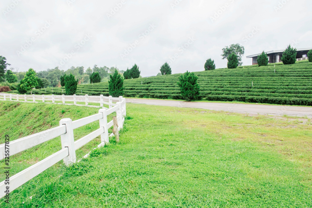 fence and lawn on tea farm.