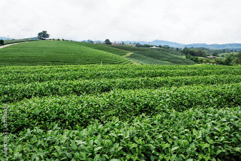 Tea plantation with green nature.