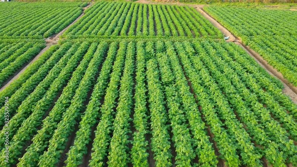 Video clip of A high angle potato farm Video clip of A high angle potato farm