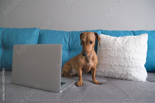 Dachshund lying on the sofa with pillows, notebook. Cozy and comfort atmosphere. Healthy and happy dog. © reddish