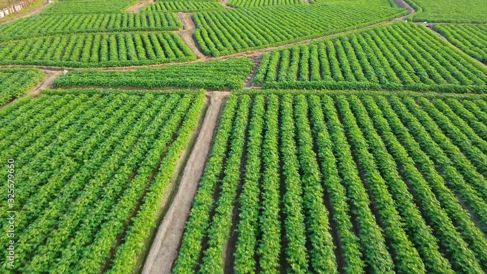 Video clip of A high angle potato farm Video clip of A high angle potato farm